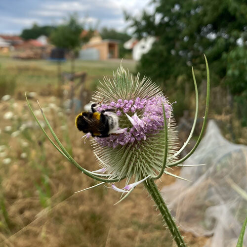 Blüte der Wilden Karde