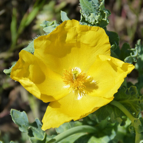 Gelber Hornmohn (Glaucium flavum) mit leuchtend gelber Blüte und blaugrünen Blättern