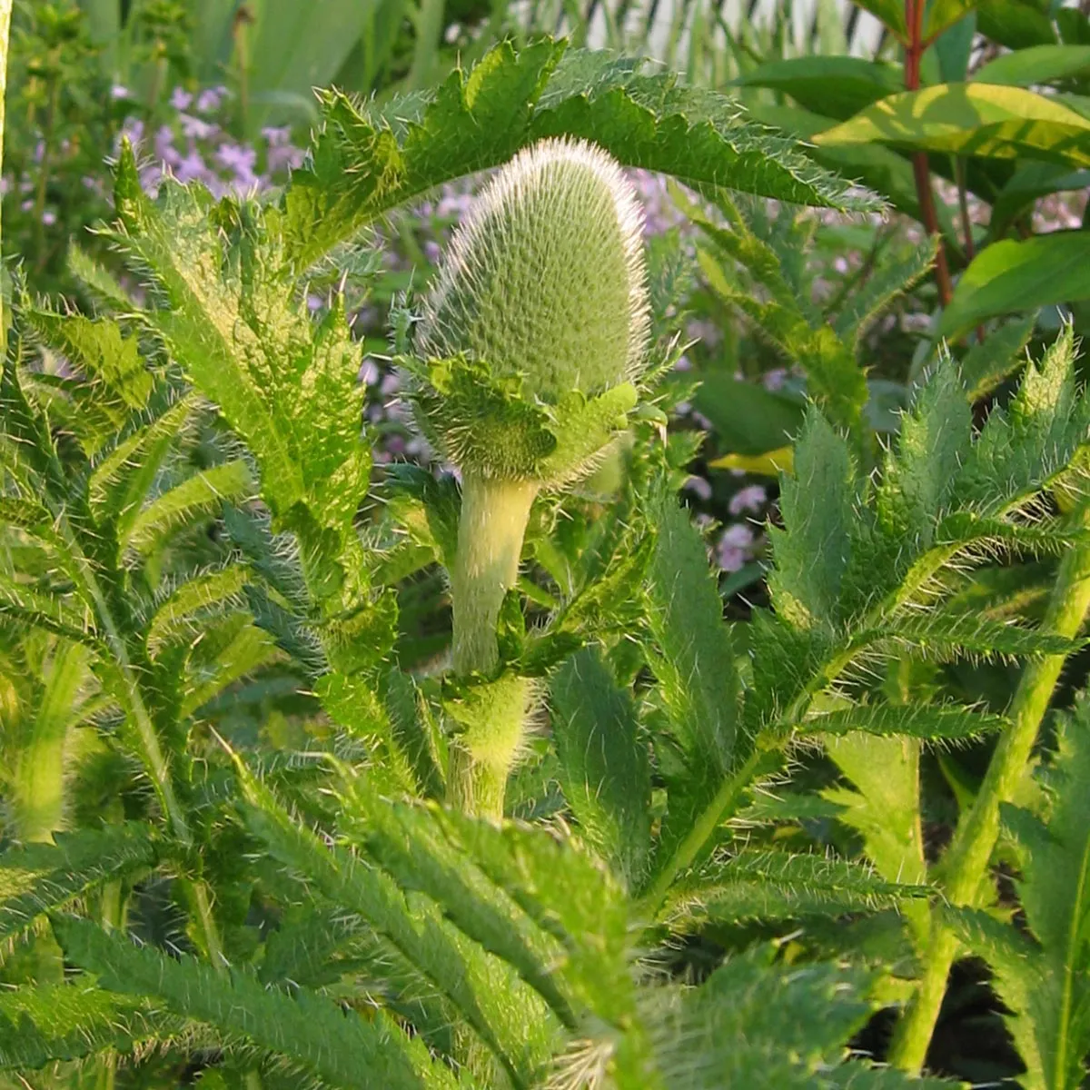 Orientalischer Gartenmohn 'Allegro' (Papaver orientale) Samen