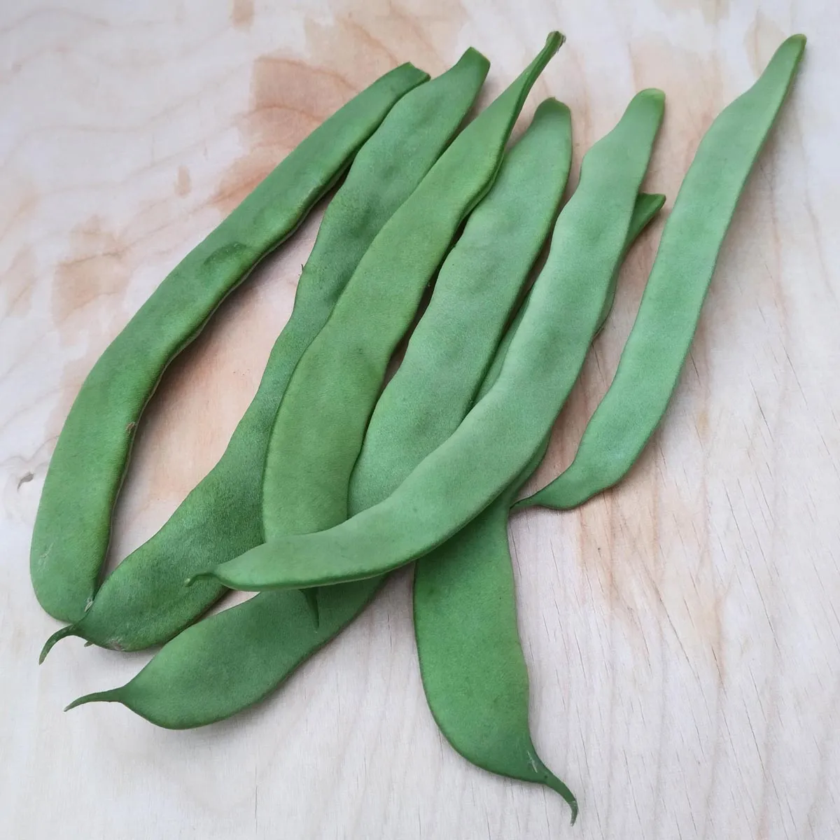 Buschbohne 'Pfälzer Juni' (Phaseolus vulgaris) Samen