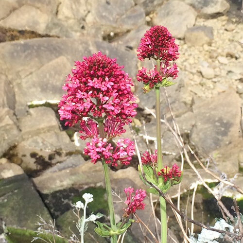Rote Spornblume (Centranthus ruber) mit karminroten Blütendolden vor Felsen