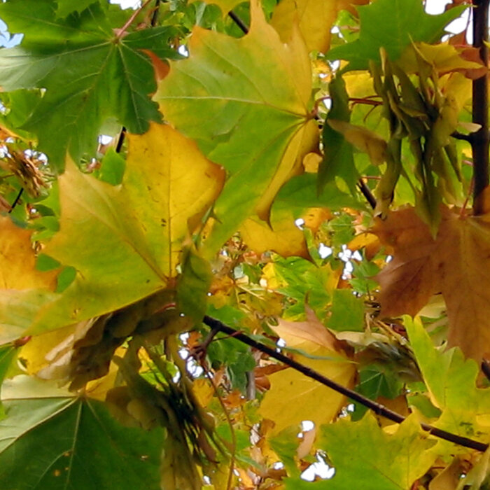 Grünes und gelb verfärbtes Ahornlaub mit Flügelfrüchten im Herbst