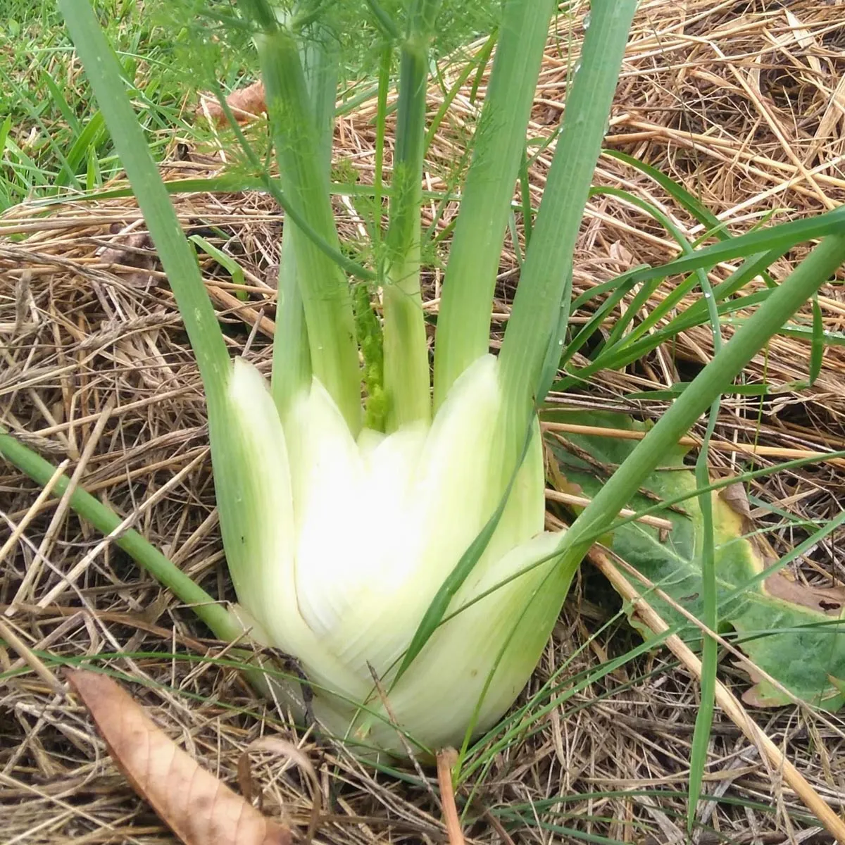 Knollenfenchel Fenchel 'Romanesco' (Foeniculum vulgare var. azoricum) Samen