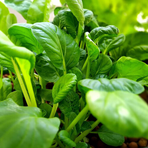 Junge Pak Choi Pflanzen mit glänzend grünen Blättern als Asia-Salat