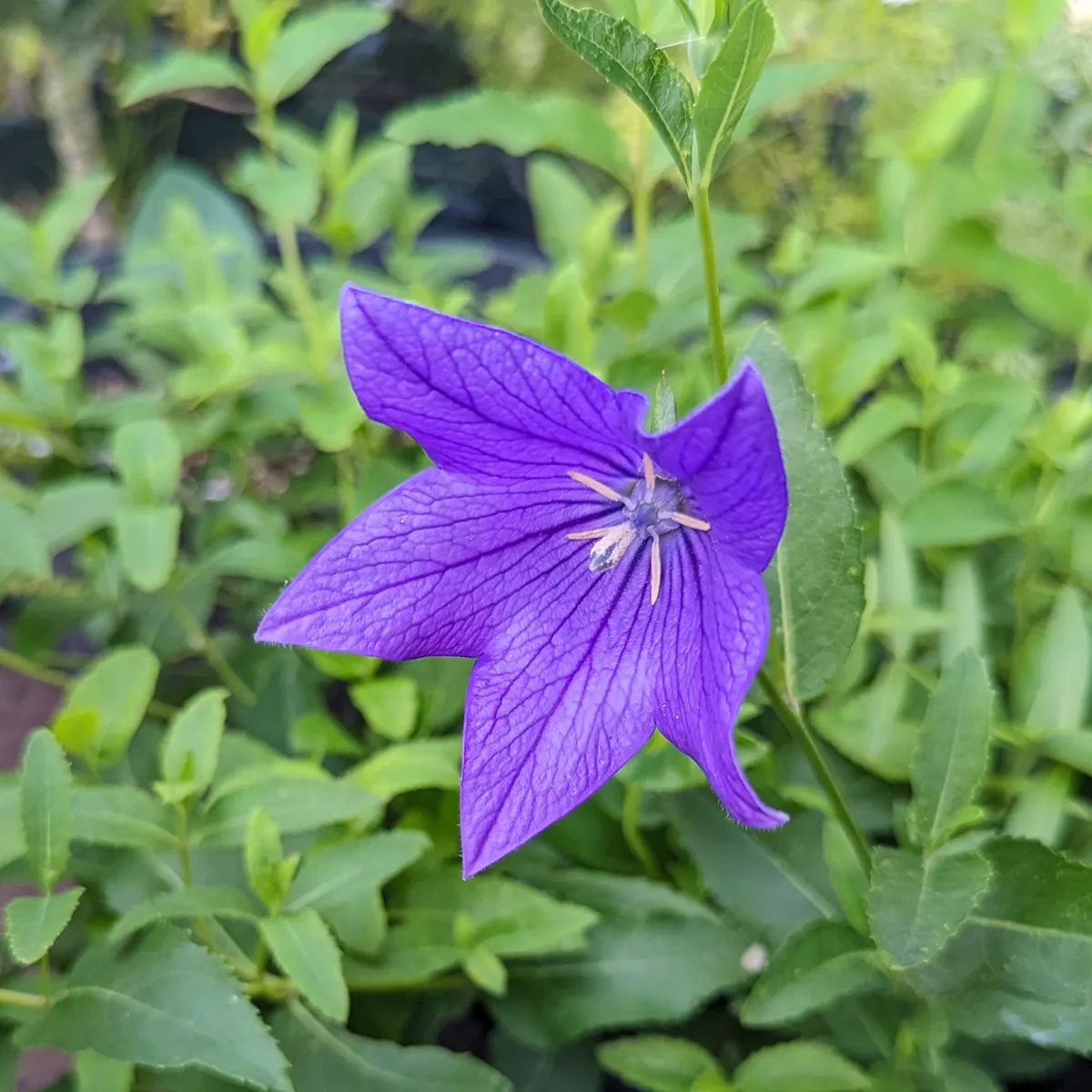 Ballonblume 'Mariesii' (Platycodon grandiflorus) Bio Saatgut