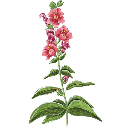 Löwenmäulchen
