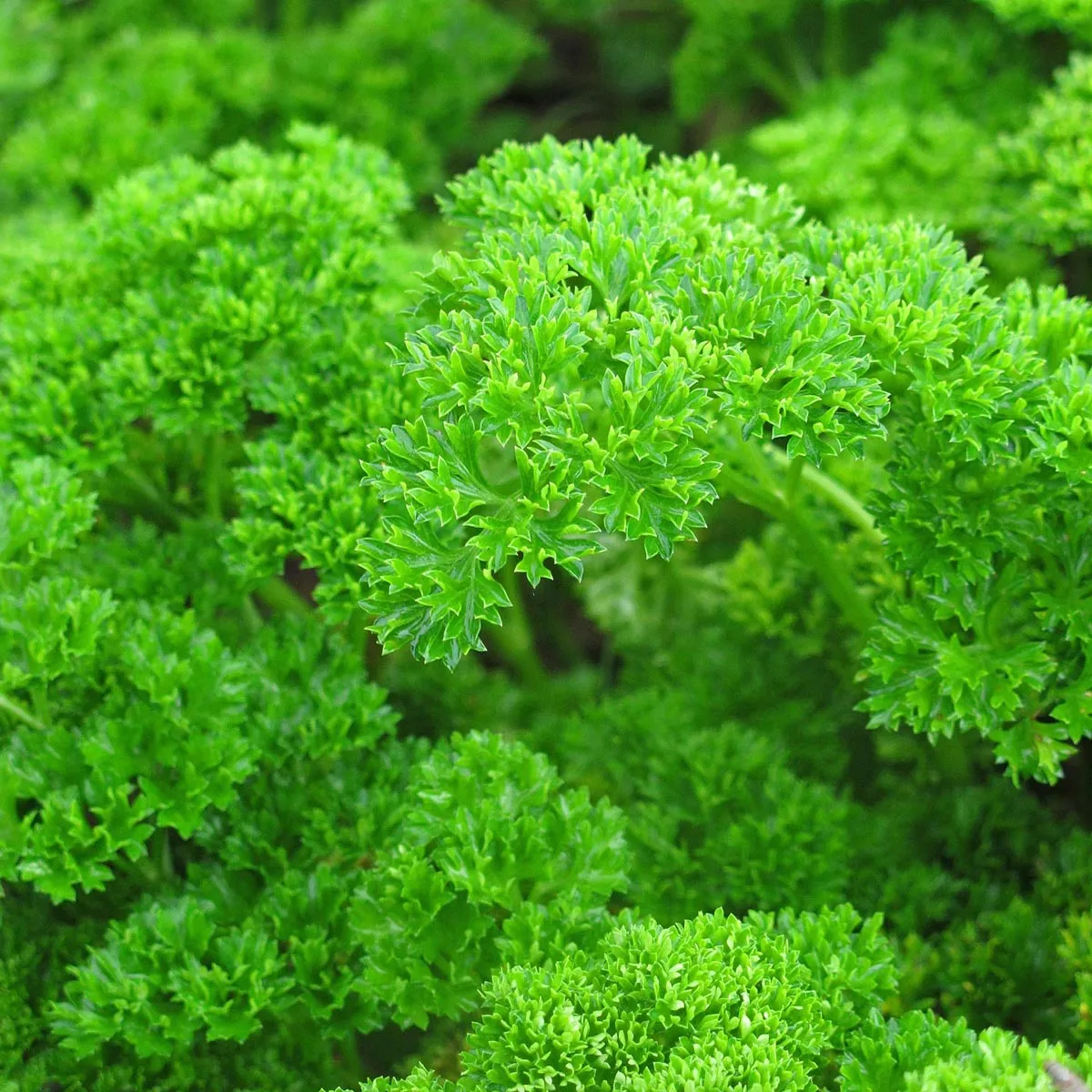 Krause Petersilie 'Mooskrause' (Petroselinum crispum) Bio Saatgut