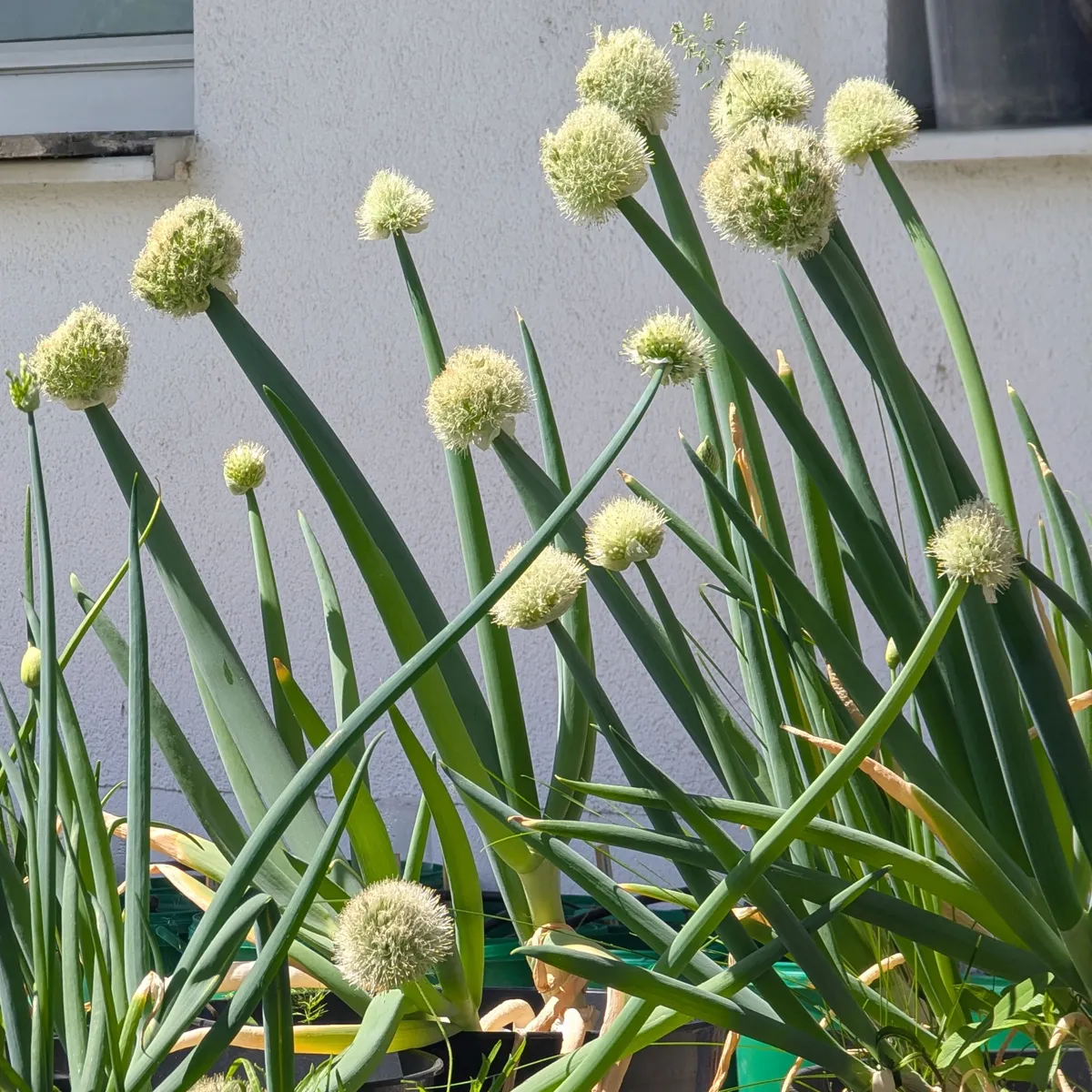 Japanische Zwiebel 'Shimonita' (Allium fistulosum) Samen
