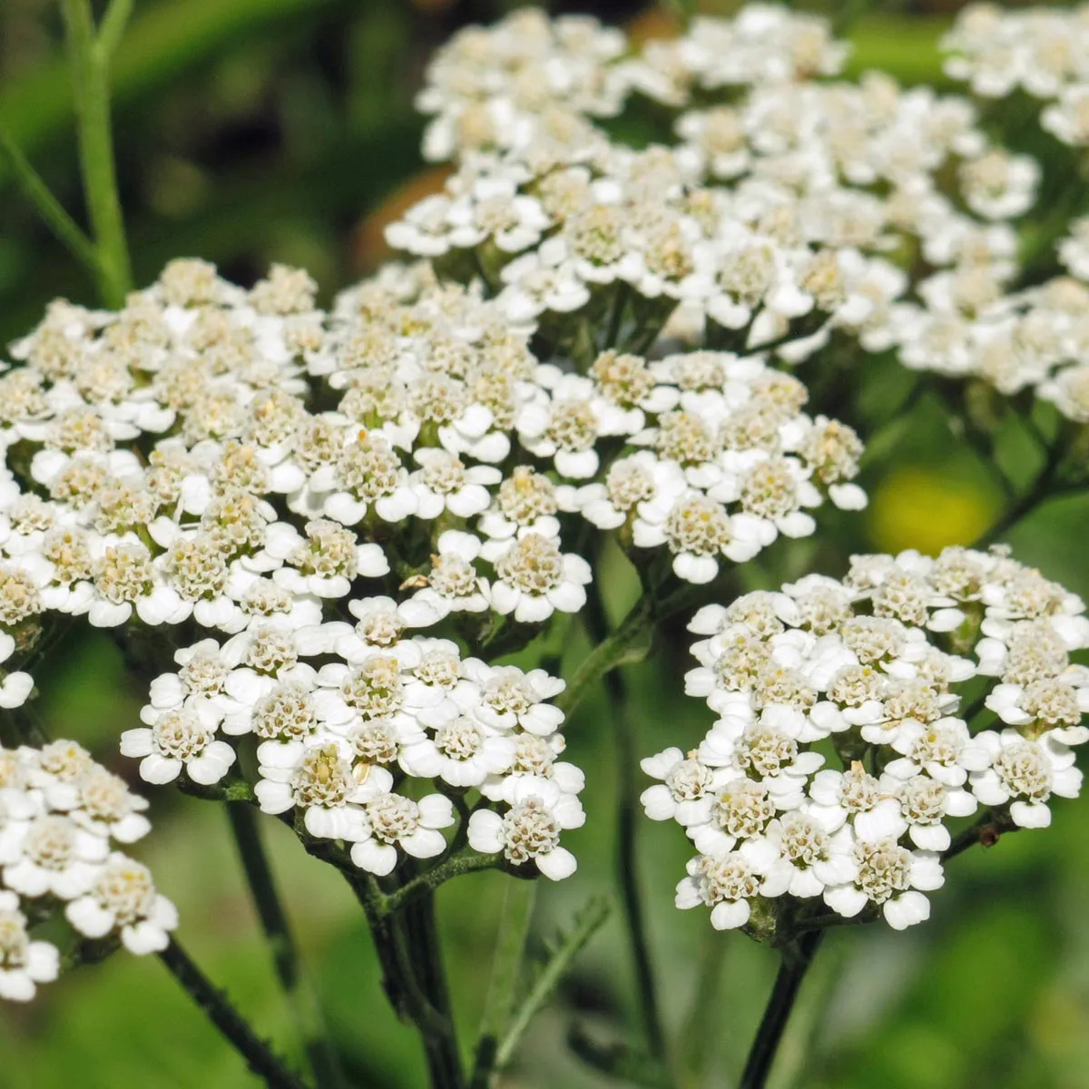 Schafgarbe (Achillea millefolium) Samen