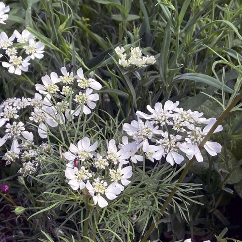 Strahlen-Breitsame (Orlaya grandiflora) mit weißen Doldenblüten