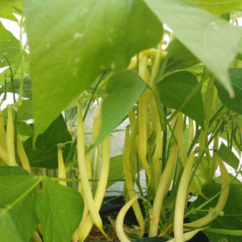 Gelbe Buschbohne 'Dior' (Phaseolus vulgaris) mit reifen gelben Hülsen an der Pflanze
