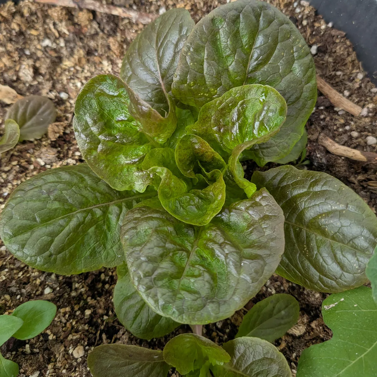 Winterkopfsalat 'Baquieu' (Lactuca sativa) Bio-Saatgut