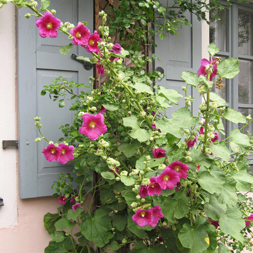 Stockrose (Alcea rosea) mit pinkfarbenen Blüten vor einem grauen Fensterladen