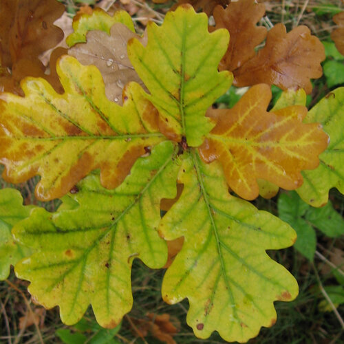 Herbstlich verfärbtes Eichenlaub in Grün, Gelb und Braun