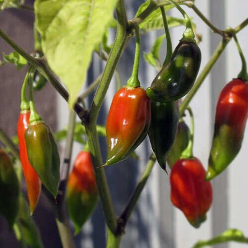 Chilis in Grün und Rot reifen an der Pflanze