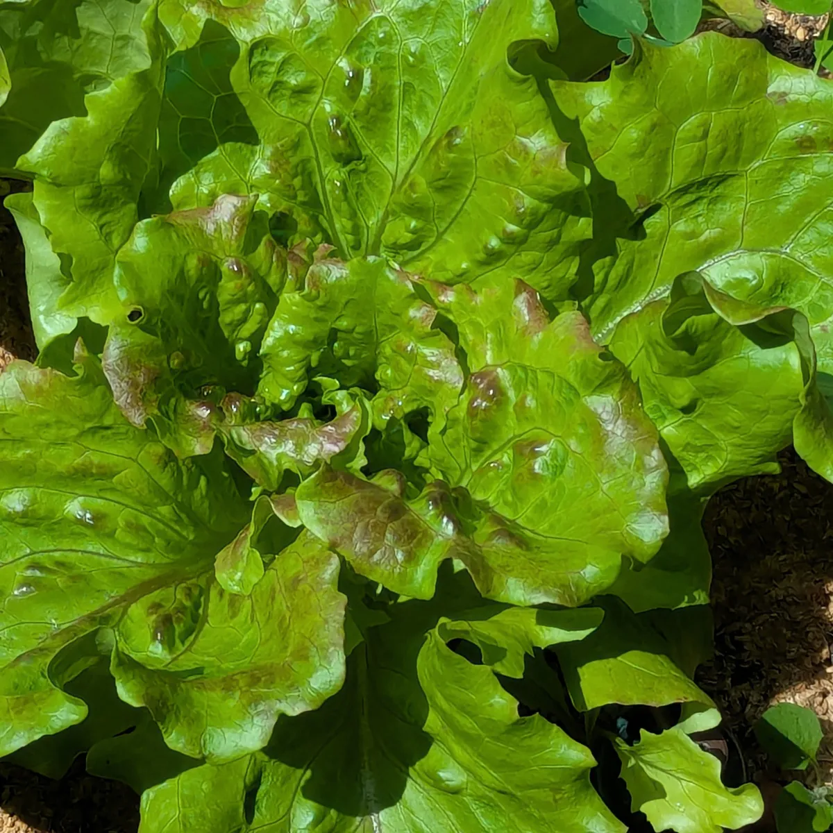 Bataviasalat 'Maravilla de Verano' (Lactuca sativa) Samen