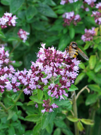 Blühender Oregano mit rosa Blütendolden, an denen eine Schwebfliege Nektar sucht
