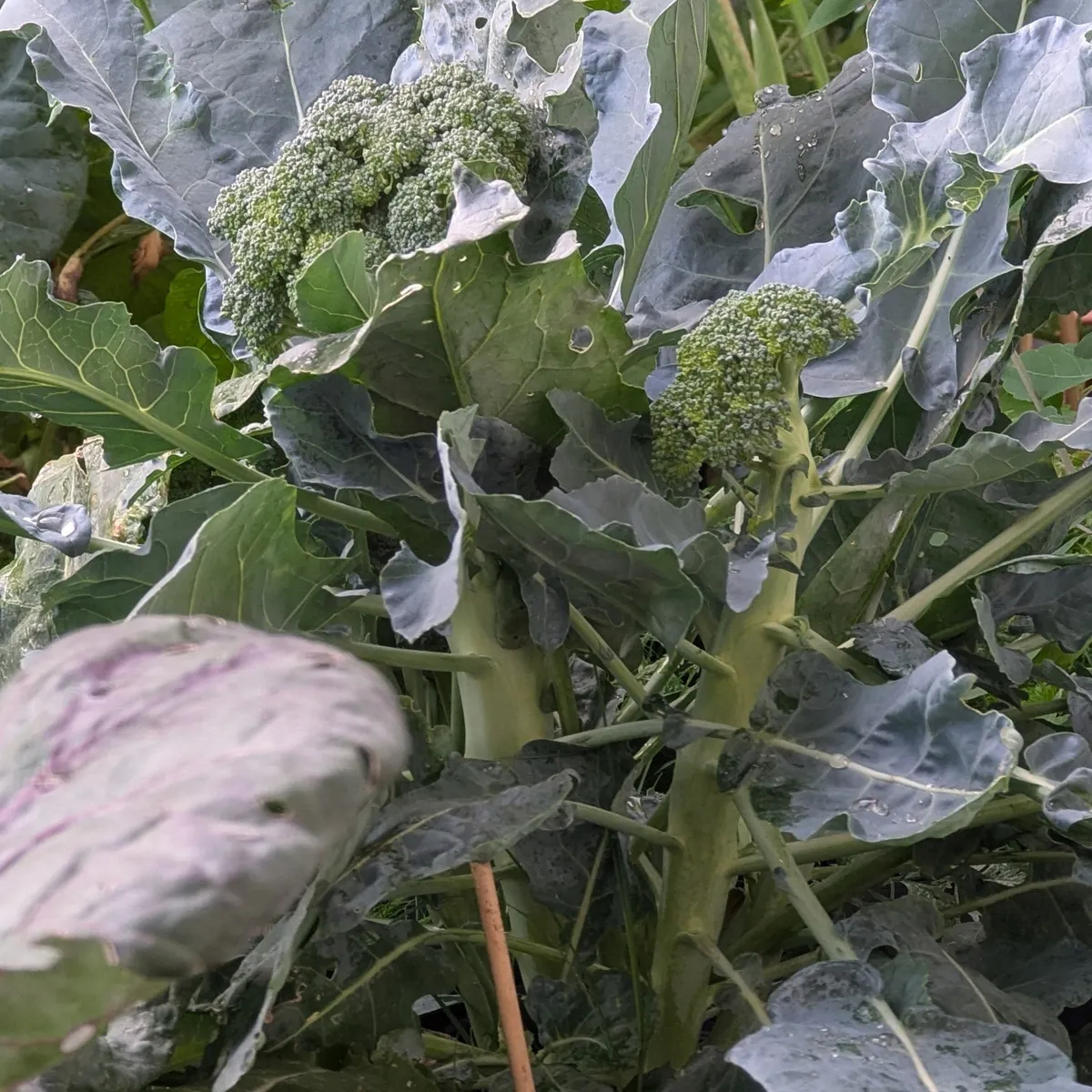 Brokkoli 'Limba' (Brassica oleracea var. italica) Bio-Saatgut