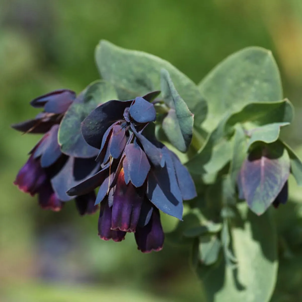Große Wachsblume 'Blue' (Cerinthe major) Samen