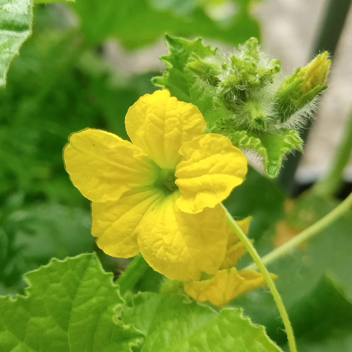Honigmelone 'Minnesota Midget' (Cucumis melo) Samen