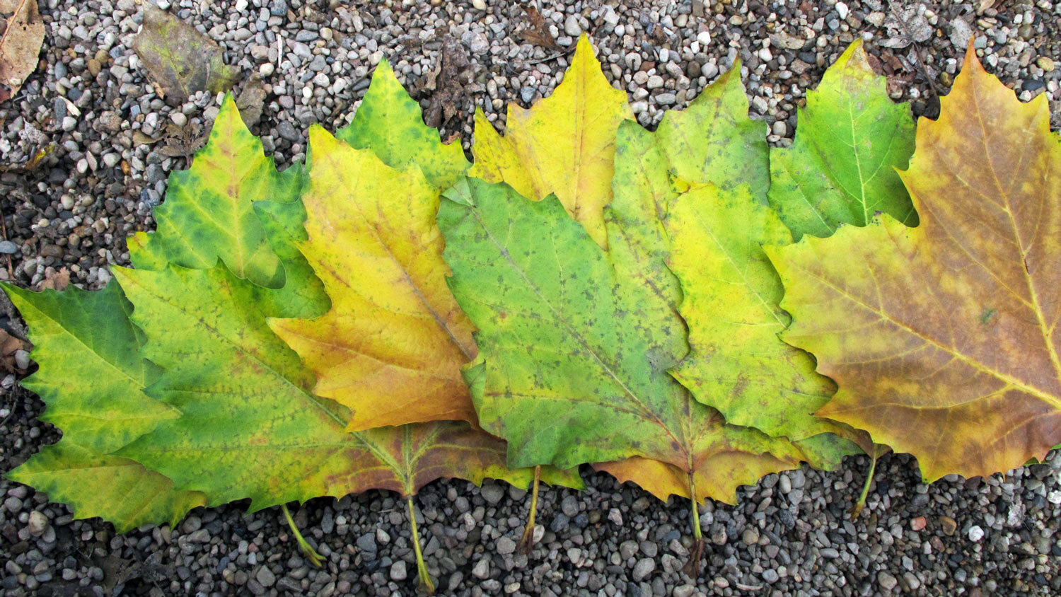 Bunte Herbstblätter in Grün, Gelb und Braun in einer Reihe auf Kies