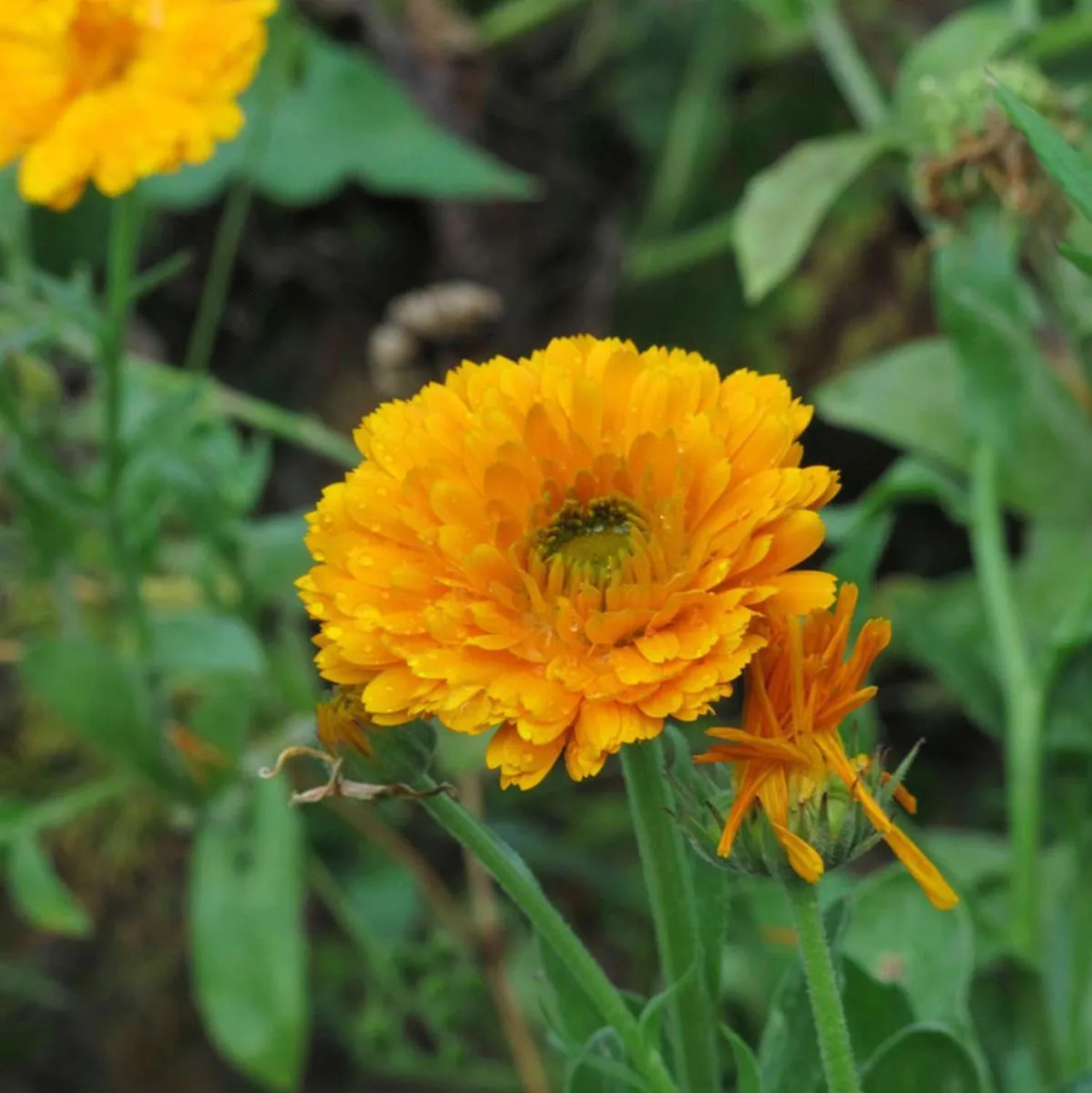 Insektenfreundliche Bio -Blüh-Mischung (10 g passend für ca. 5 m² Fläche)