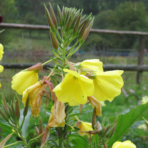Nachtkerze mit gelben Blüten und schlanken Knospen im Garten