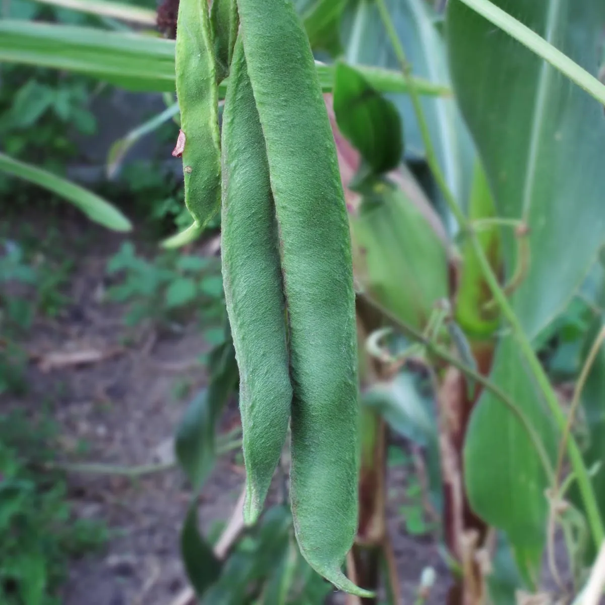 Prunkbohne / Feuerbohne 'Preisgewinner' (Phaseolus coccineus) Samen