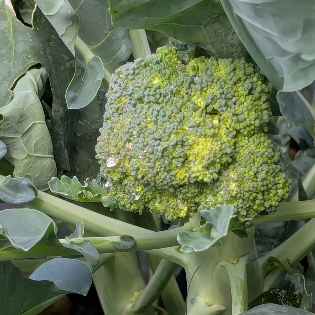 Brokkoli 'Limba' (Brassica oleracea var. italica) Bio-Saatgut