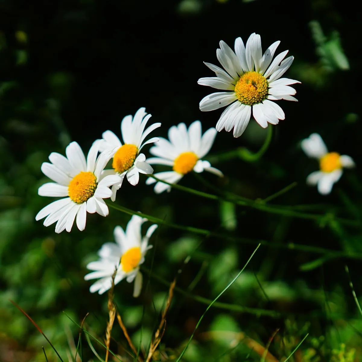 Wildblumen-Mischung (10g passend für ca. 5m² Fläche) Bio