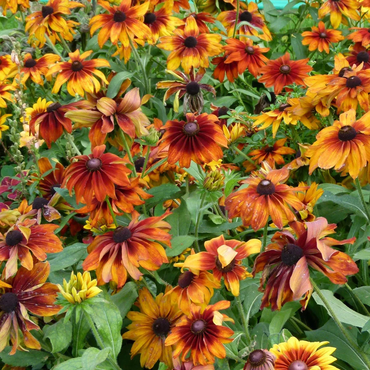 Sonnenhut 'Chocolate Orange' (Rudbeckia hirta) Bio Saatgut