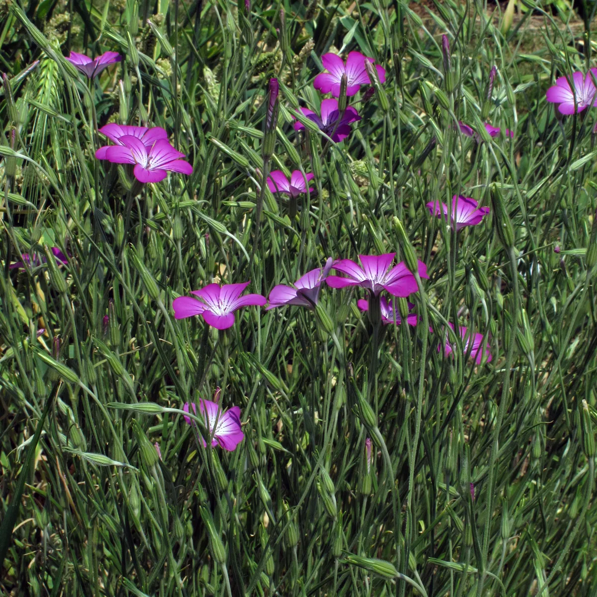 Gewöhnliche Kornrade (Agrostemma githago) Samen