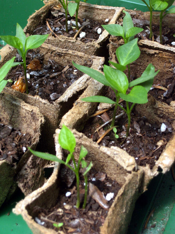 Chili-Jungpflanzen in Anzuchttöpfen aus Pflanzenfasern