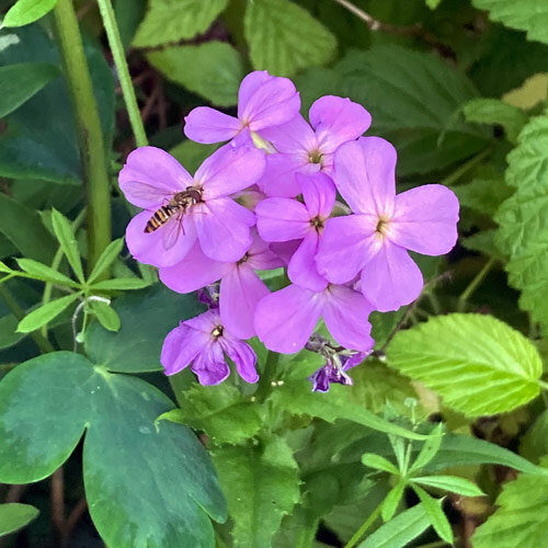 Gewöhnliche Nachtviole (Hesperis matronalis) Samen