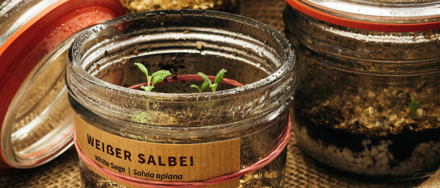 Keimlinge von Weißem Salbei (Salvia apiana) in beschrifteten Einmachgläsern mit Erde