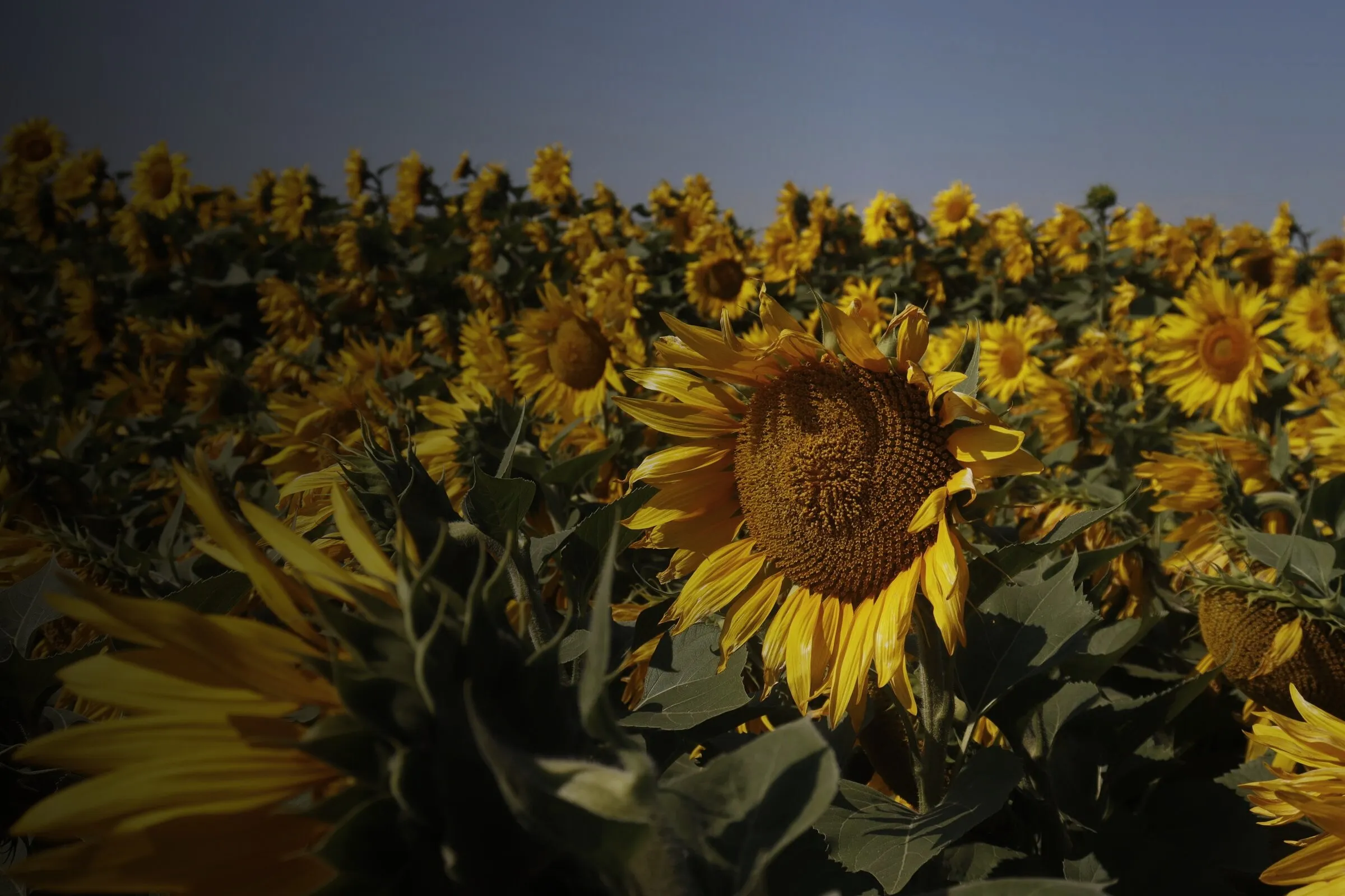 Blühende Sonnenblumen im Feld