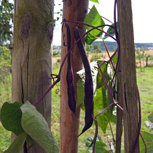 Violette Hülsen der Stangenbohne 'A Cosse Violette' (Phaseolus vulgaris) an Holzstangen
