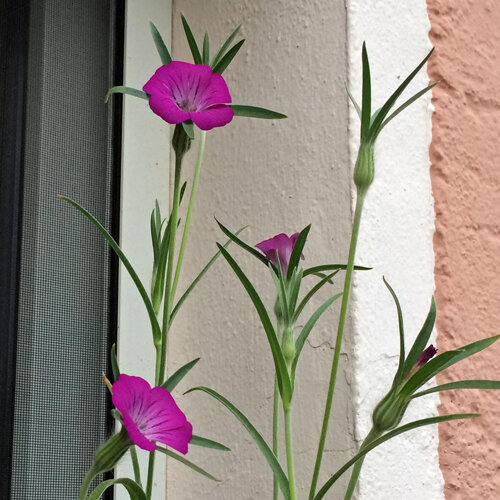 Kornrade mit pinkfarbenen Blüten und schmalen Blättern vor einer Hauswand