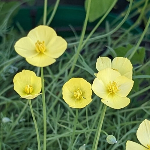 Kalifornischer Mohn mit hellgelben Blüten und feinem blaugrünem Laub