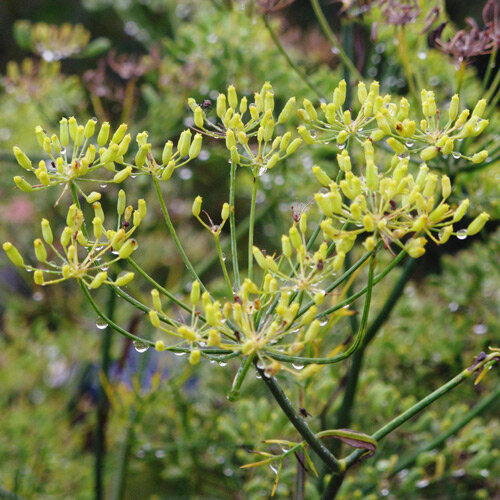 Gewürzfenchel 'Dulce' (Foeniculum vulgare) mit grünen Samenständen und Regentropfen