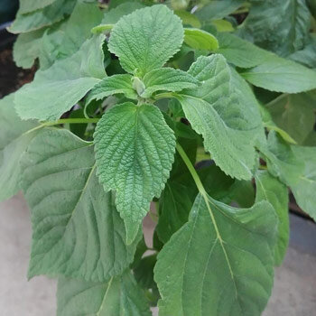 Junge Pflanze der Mexikanischen Chia (Salvia hispanica) mit gezähnten Blättern