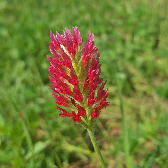 Inkarnatklee (Trifolium incarnatum) mit leuchtend roter, länglicher Blüte