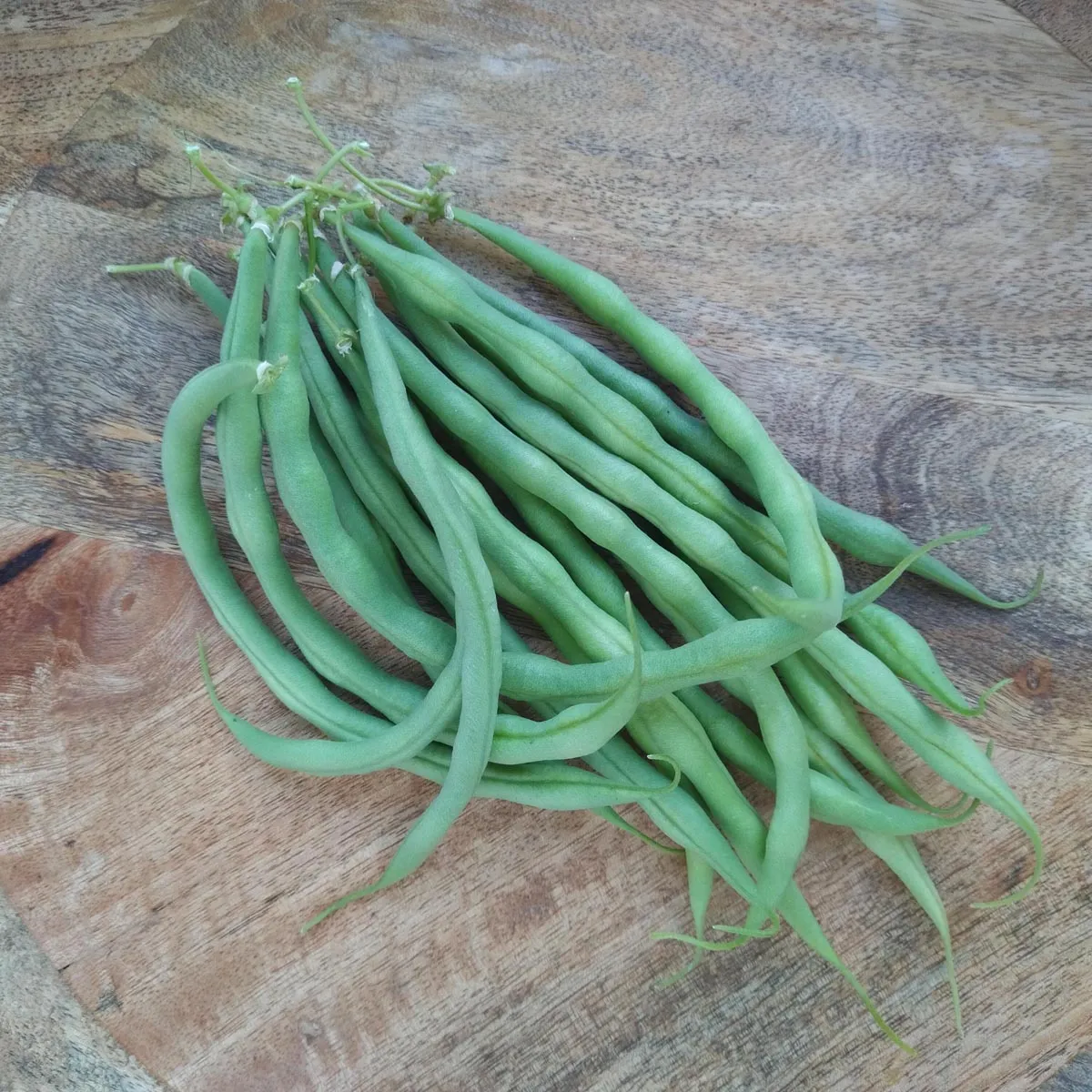 Buschbohne 'Cupidon' (Phaseolus vulgaris) Bio-Saatgut