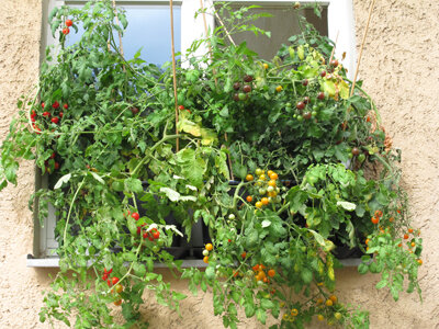 Balkontomaten