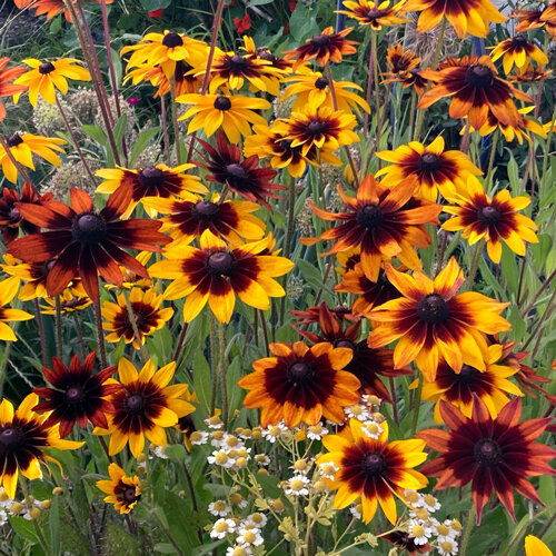 Rauer Sonnenhut (Rudbeckia hirta) mit gelben und rotbraunen Blüten