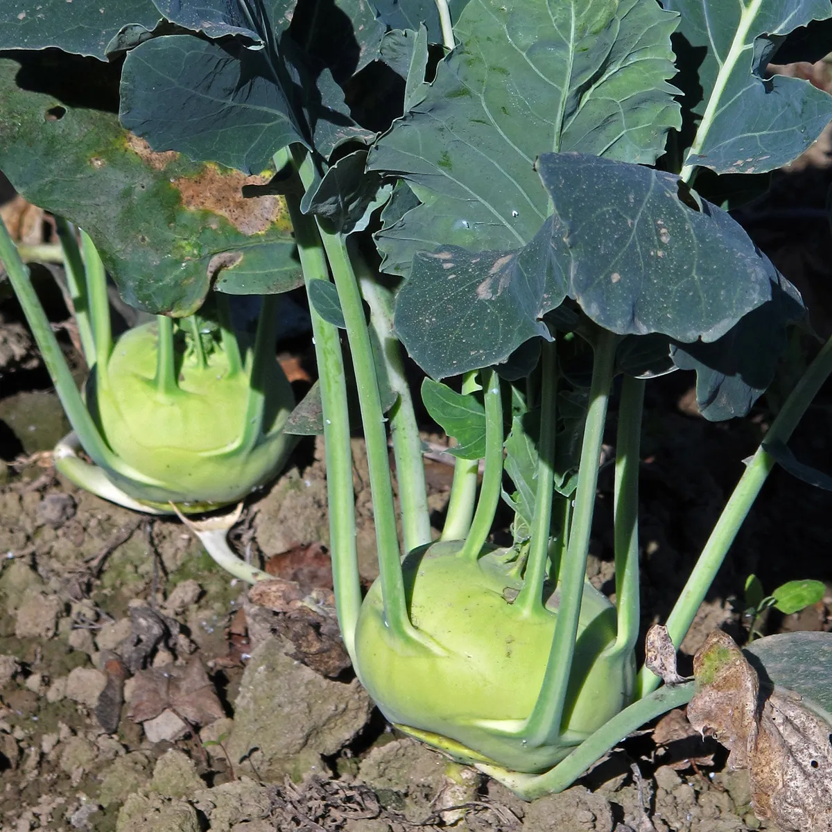Kohlrabi 'Superschmelz' (Brassica oleracea var. gongylodes) Samen