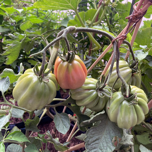 Gerippte Tomaten, grün und rötlich, reifen an einer gestützten Pflanze