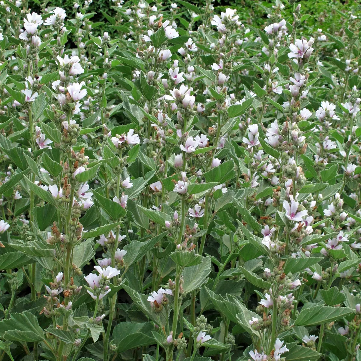 Echter Eibisch (Althaea officinalis) Bio Saatgut