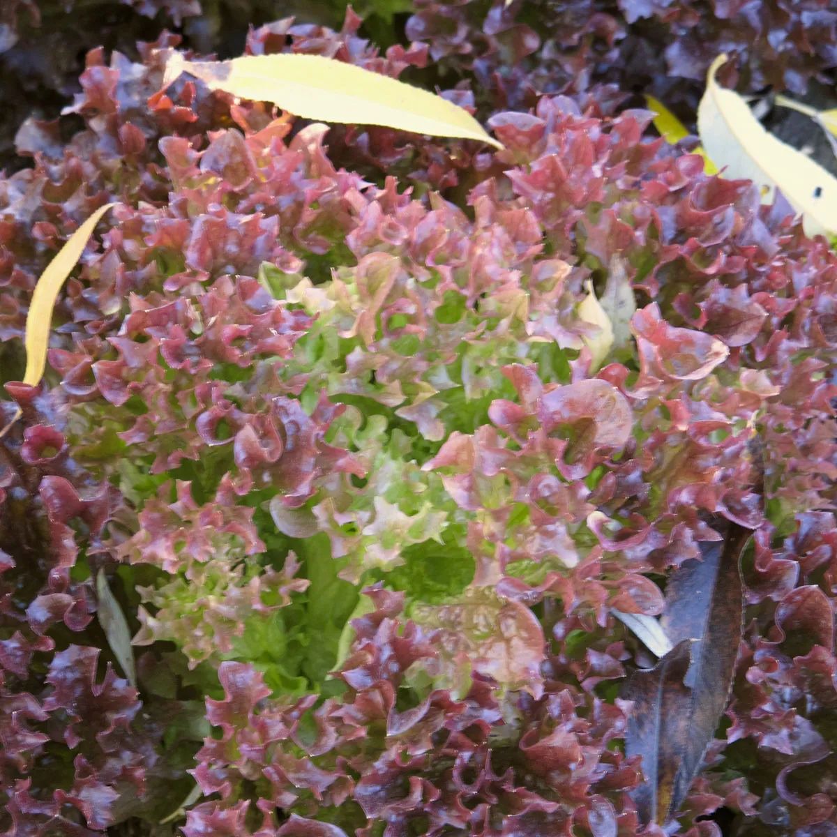 Pflücksalat 'Lollo Rosso' (Lactuca sativa var. crispa) Bio Samen