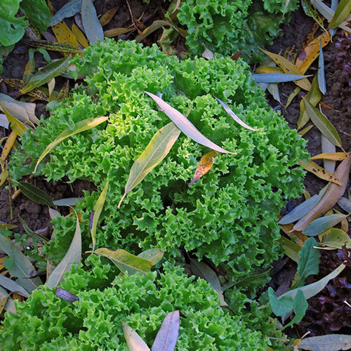 Krause Endivie mit fein gekrausten, hellgrünen Blättern im Herbstbeet